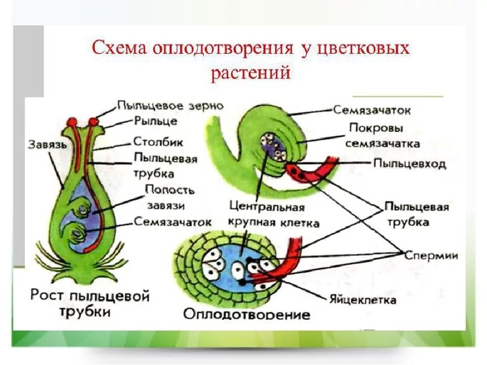 Биология тест половое размножение. Схема полового размножения цветковых растений. Схема оплодотворения у цветковых растений 6. Схема оплодотворения у цветковых растений 6 класс. Схема оплодотворения у цветковых растеи.