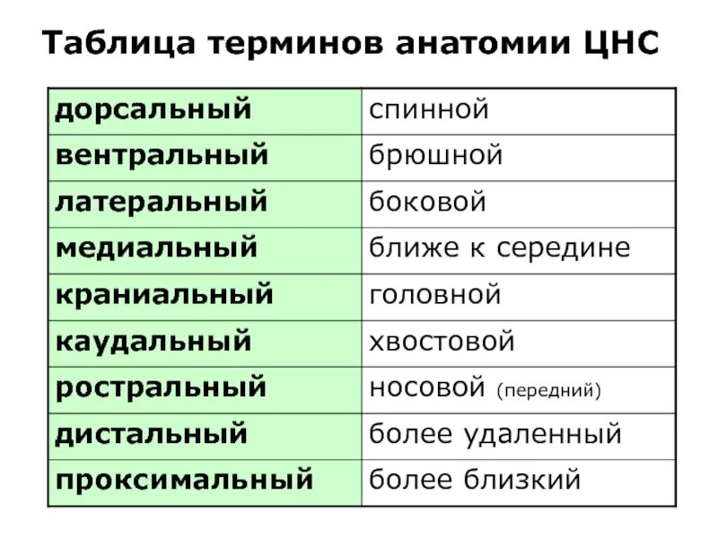 Понятие словаря терминов глоссарий. Словарь базы данных пример. Таблицу глоссарий. Инкотермс 2000 условия поставки. Глоссарий по биомеханике.