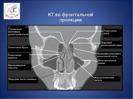 Проекция носа