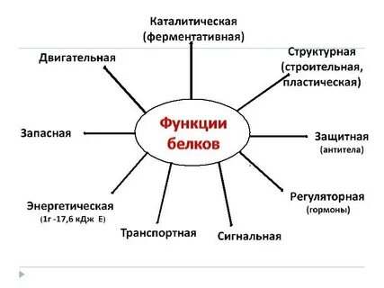 Структурная роль белка