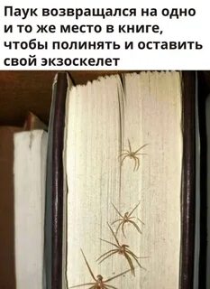 Приходят пауки