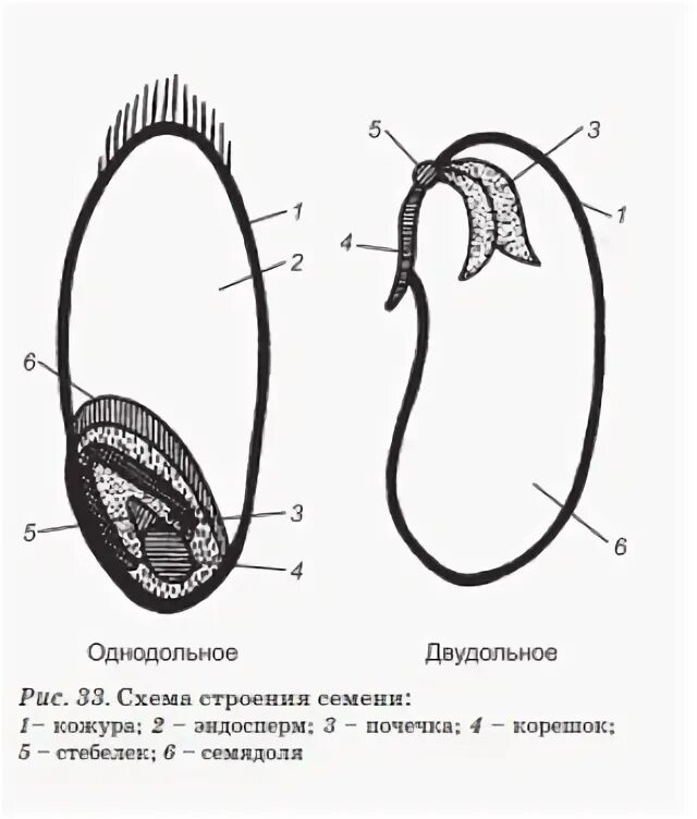 Клетки зародышевого корешка