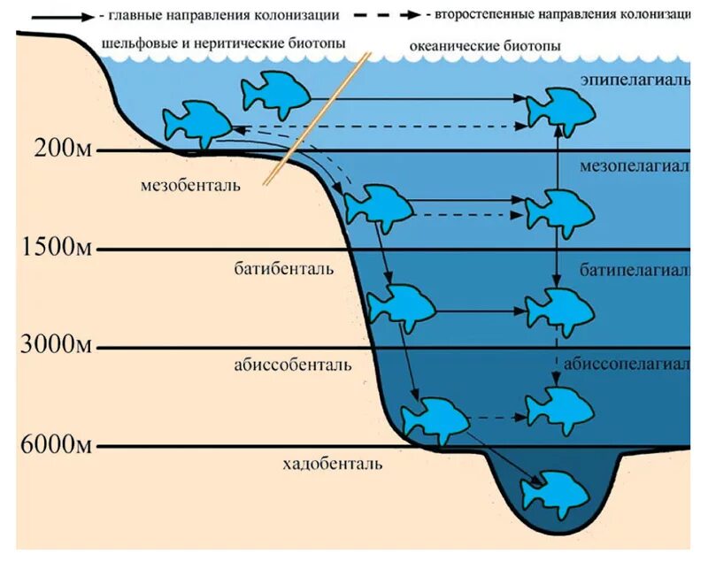 В верхнем слое воды обитает больше