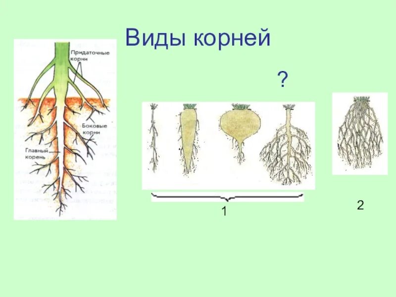 Корневая система 6 класс биология.