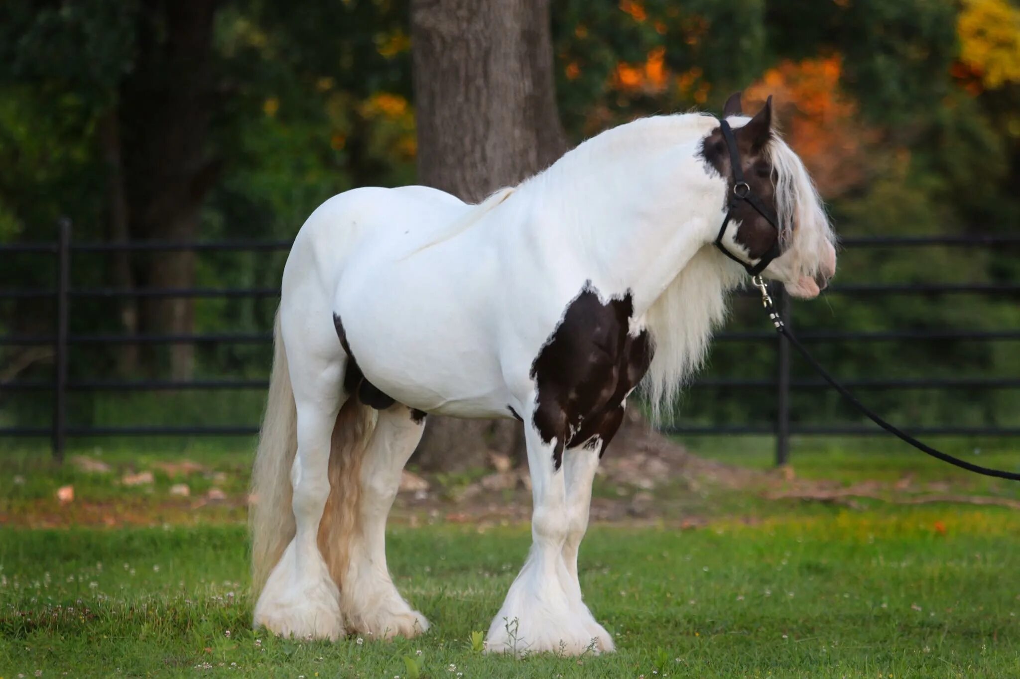 Шайр фото. Лошадь породы Gypsy Vanner. Порода лошадей Цыганский Ваннер. Бельгийский тяжеловоз Шайр. Цыганская упряжная лошадь.