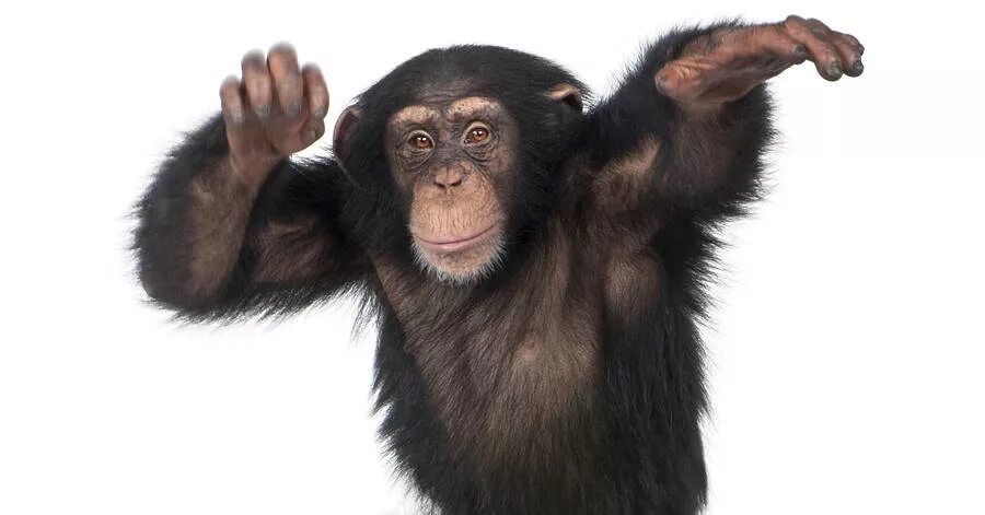 A chimp can перевод. Танец обезьян. Chimp ЗТП. A Chimp can Dance. Карточка Chimp.