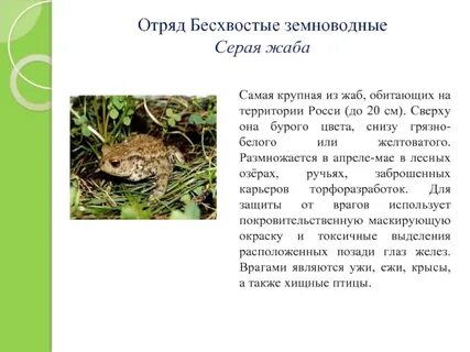 Серая жаба бесхвостые