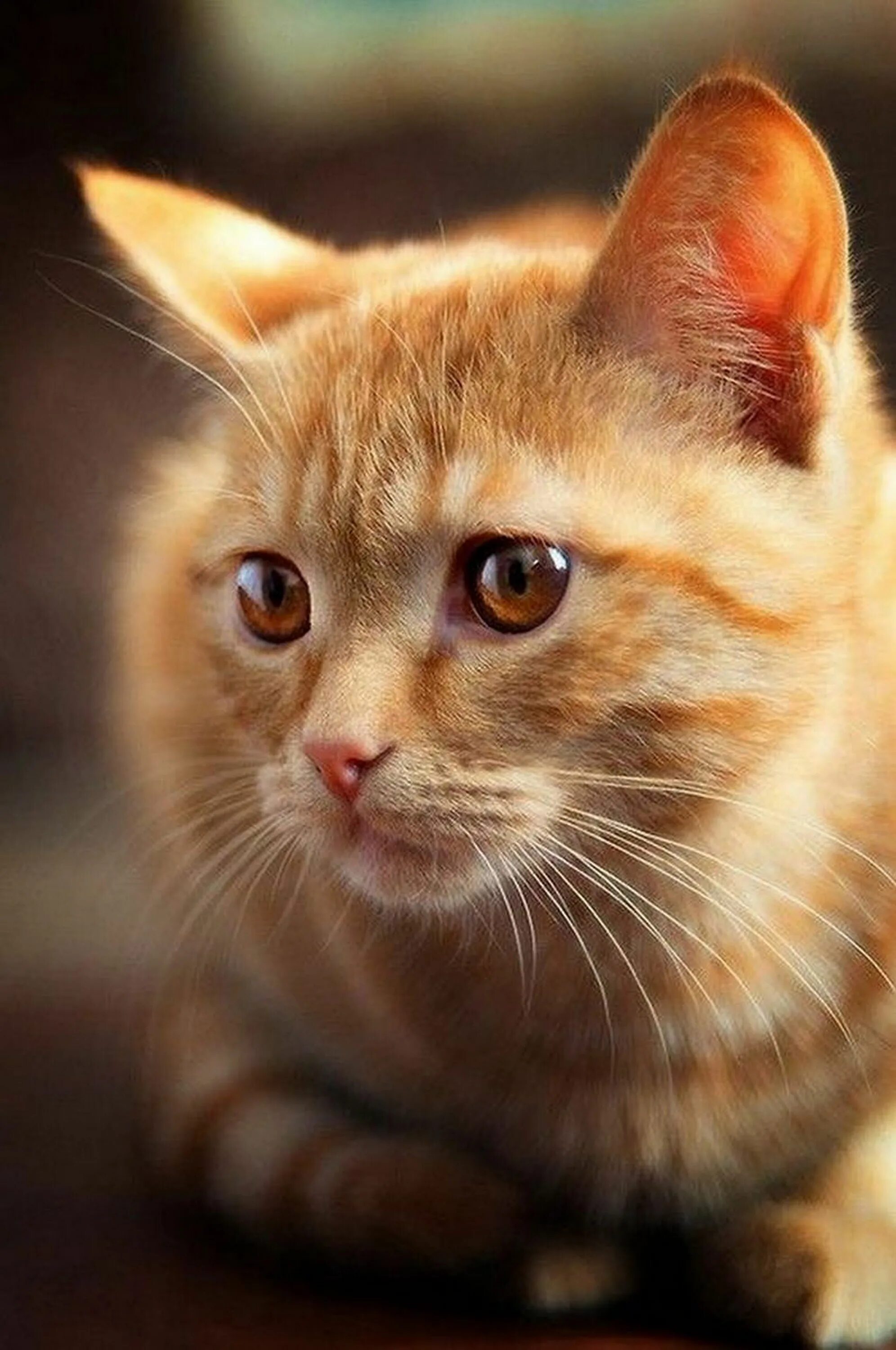 Рыжая кошка. Рыжий котик. Рыжий кот с янтарными глазами.