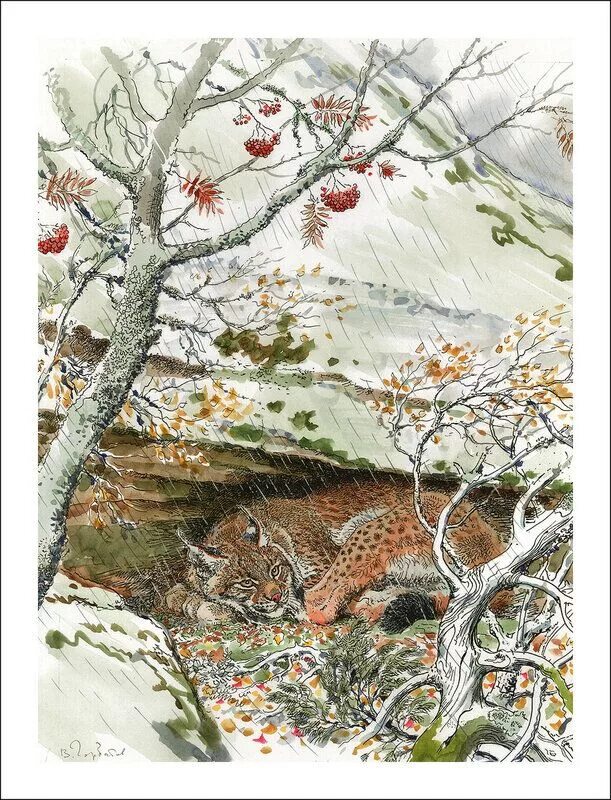 Горбатов графика. Горбатов художник анималист.