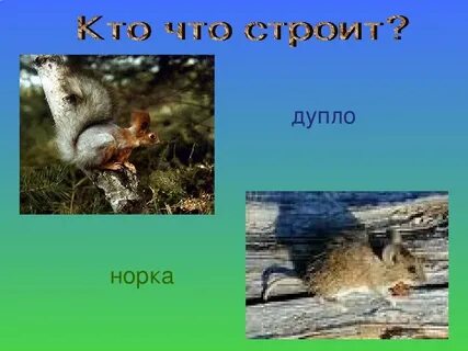 Презентация как живут животные