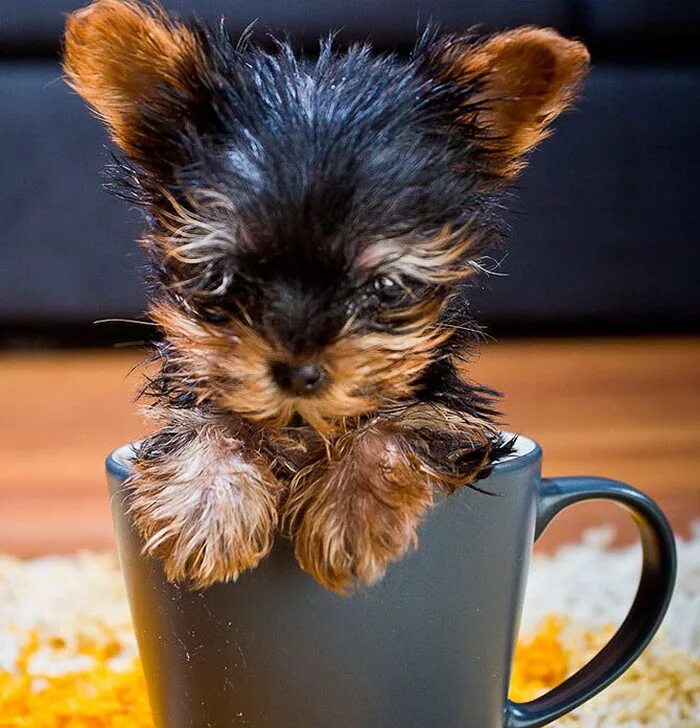 крошечный хороший. перьехвостый кускус. маленькие крольчата.