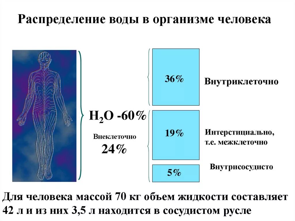 Распределение жидкости в организме человека. Распределение воды в организме человека. Содержание воды в организме. Содержание воды в тканях и органах человека. Увеличение воды в организме