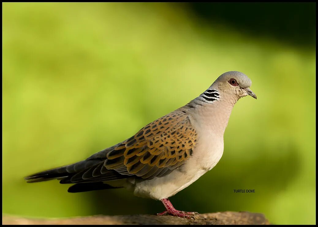 Кольчатая горлица streptopelia. Горлица горницы. Птица горлица обыкновенная. Европейская горлица. Горлица обыкновенная.