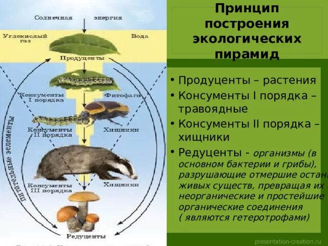 Продуценты консументы и редуценты это. Продуценты пирамида. Грибы консументы. Экологическая пирамида хищника.