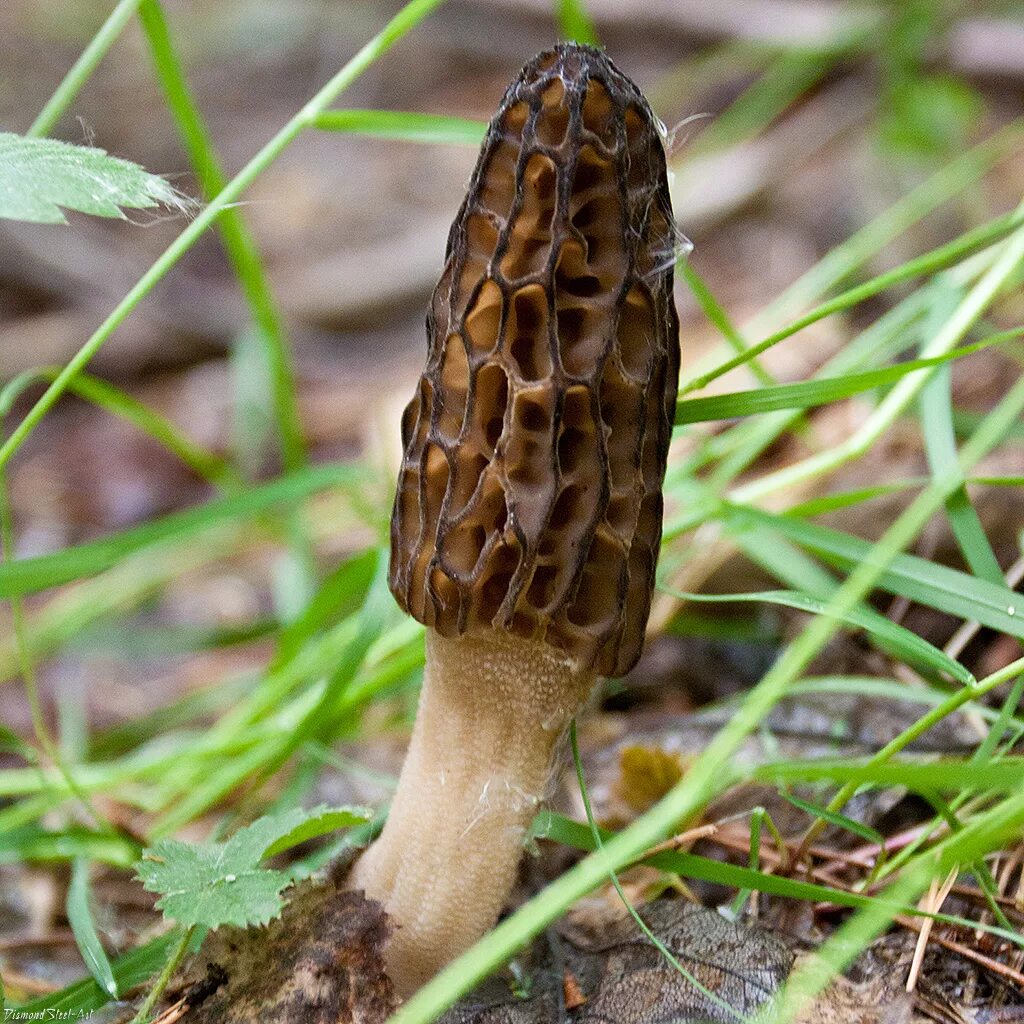 Сморчки грибы цена. Сморчок (Morchella). Сморчок высокий Morchella elata. Сморчок съедобный (Morchella esculenta).. Сморчки грибы сморчки.