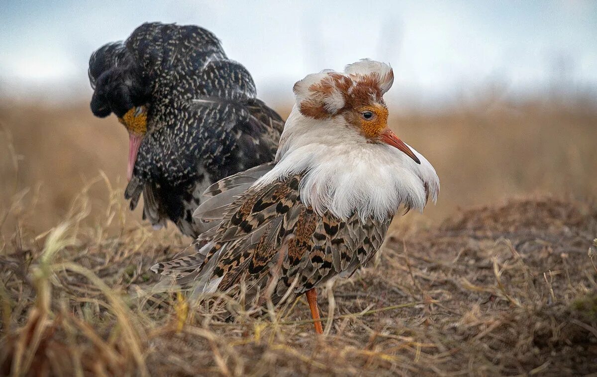 кулик турухтан птица. турухтан самец. кулик турухтан. болотный кулик турухтан. турухтан.