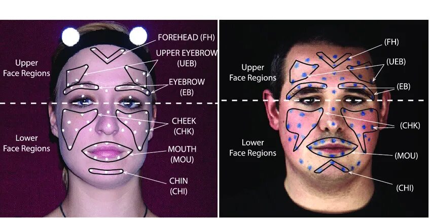Region of the face. Сигма фейс. Upper face Zone. Upper forehead. Фейс синоним