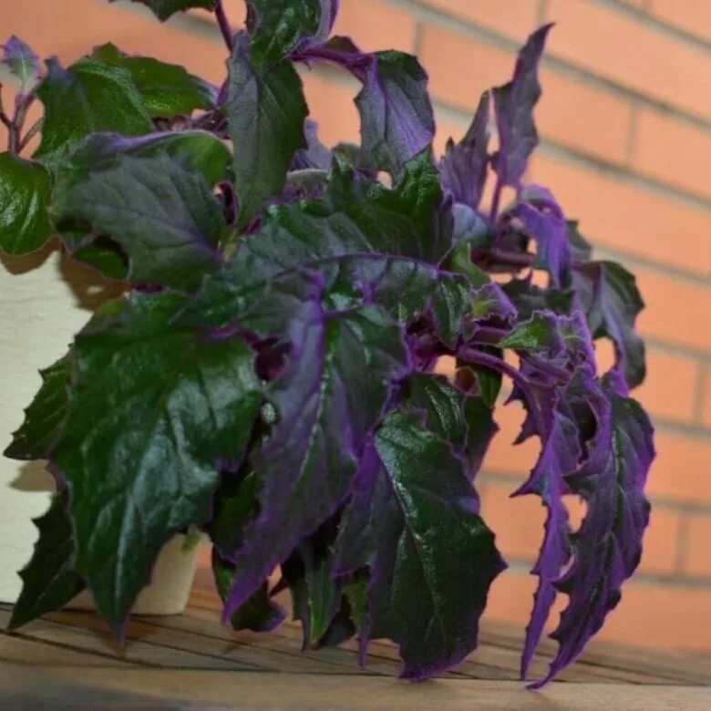 Gynura aurantiaca, Purple Velvet Plant, Purple Passion Plant Reproduccion de pla