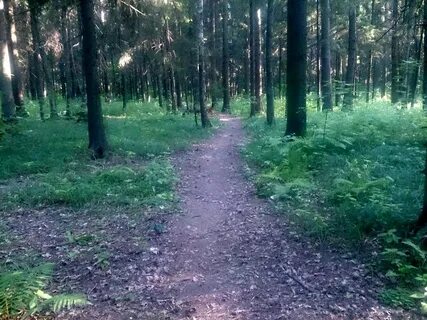 Красногорском лесу