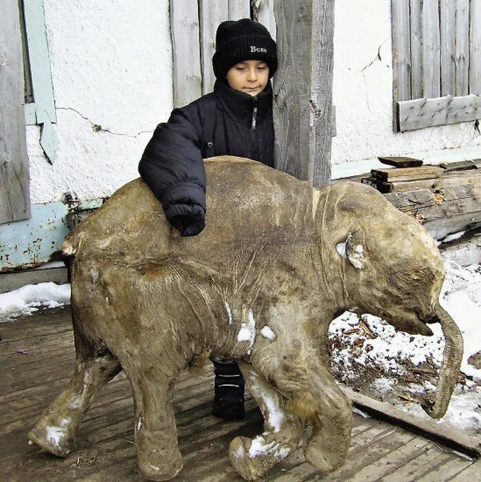 Мамонтенок юка. Якутский мамонт (Мамонтенок Юка). Мамонтёнок найденный на Ямале в 2007 году.