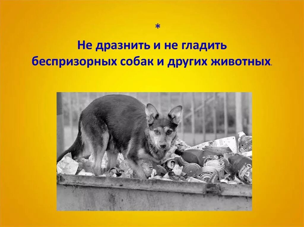 Не дразните собак текст. Не дразните собак текст