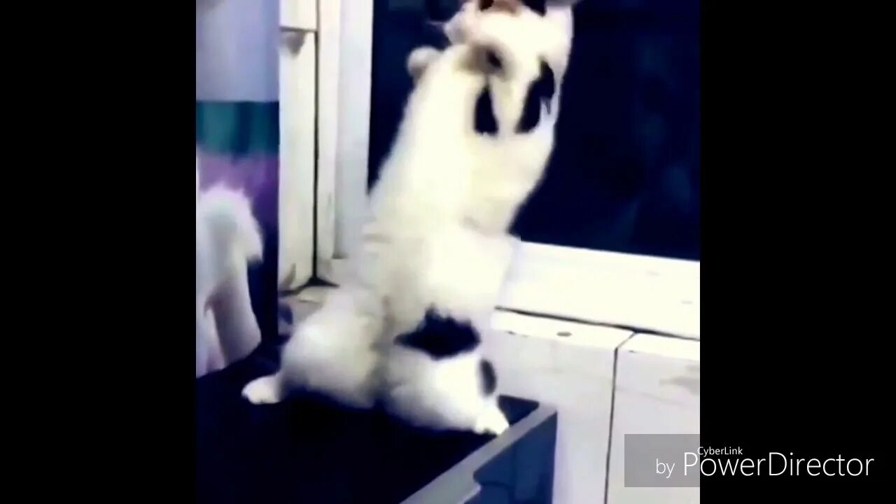 Танцующая кошка. Кот флексит. Танцующий кот гиф. Танцующий кот. Котенок танцует видео.
