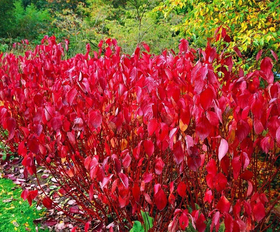 Дерен красный описание. Дерен кроваво-красный (Cornus sanguinea). Дерен Винтер Бьюти. Дерен красный Свидина. Дерен отпрысковый Кардинал.