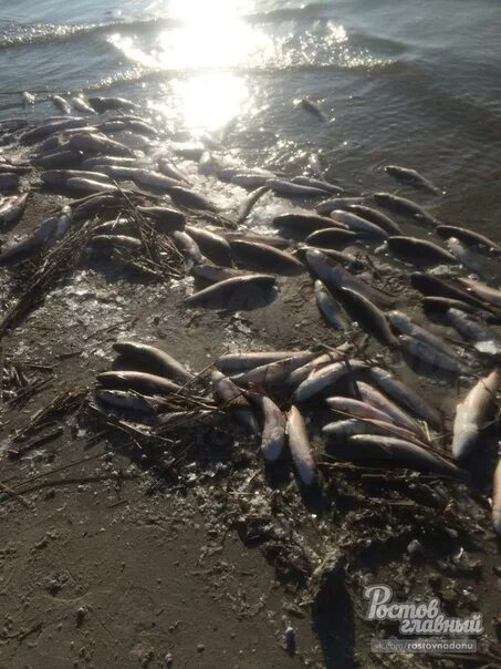 Погибло много рыбы. Рыбы реки Дон. Ихтиофауна реки Дон. Брюховецкий район массовая гибель рыбы.