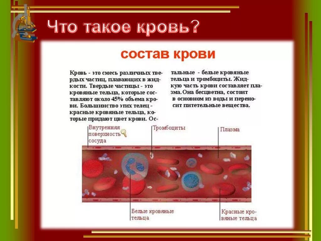 Кровь: состав, функции - презентация онлайн