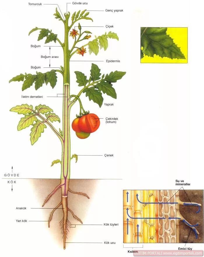 Строение томата. Строение саженца томата. Схема томат в разрезе. Строение стебля помидора. Внутреннее строение томата