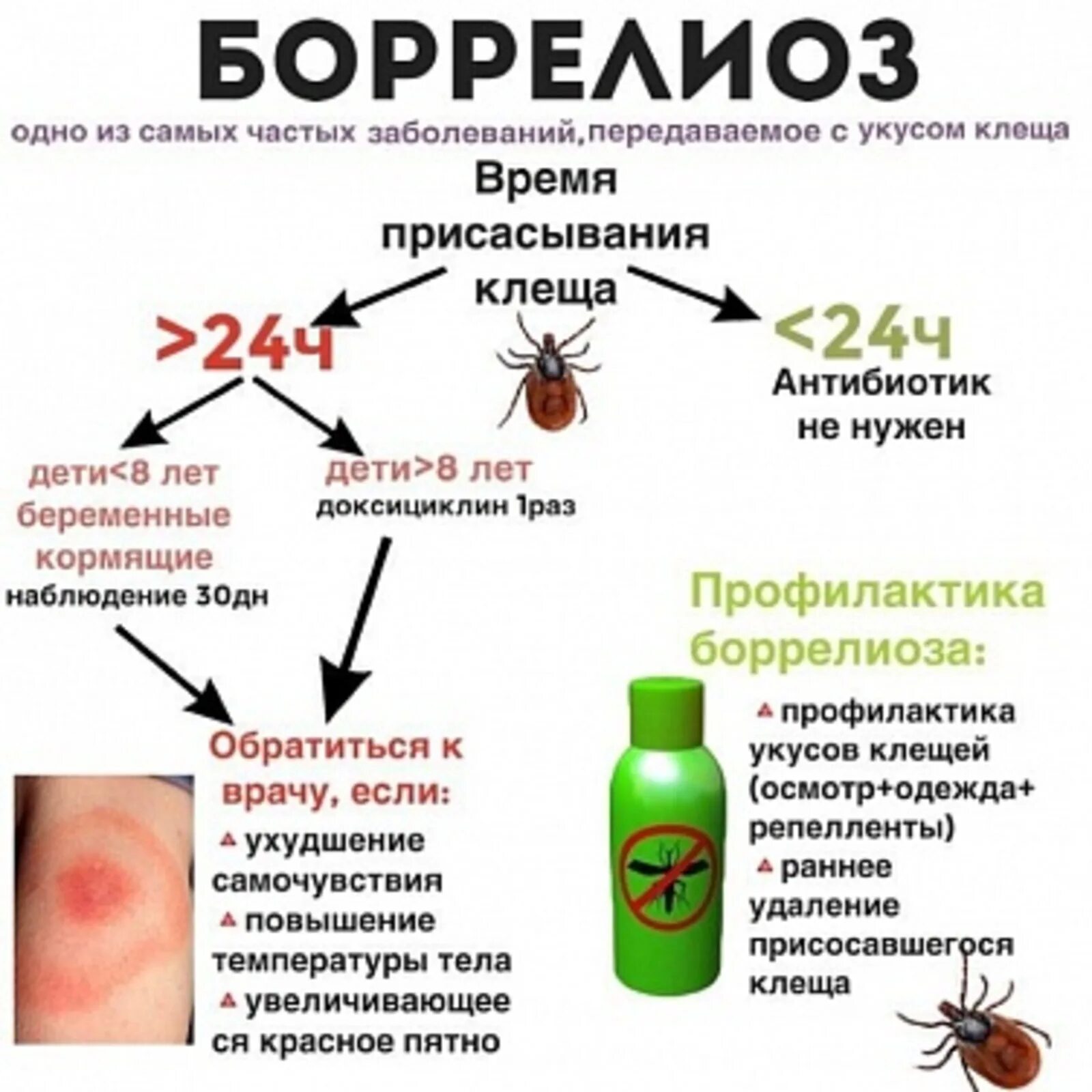 Лайм боррелиоз эпидемиология. Лечение баралелез клещей. Клещ болезнь боррелиоз. Иксодовые клещи боррелиоз. Клещевой иксодовый боррелиоз характеристика.