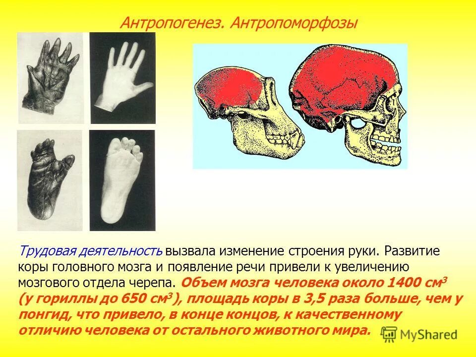 Основные стадии антропогенеза вывод. Эволюция мозга. Объем мозга. Эволюция человека объем мозга. Какое значение в антропогенезе имело увеличение мозга.