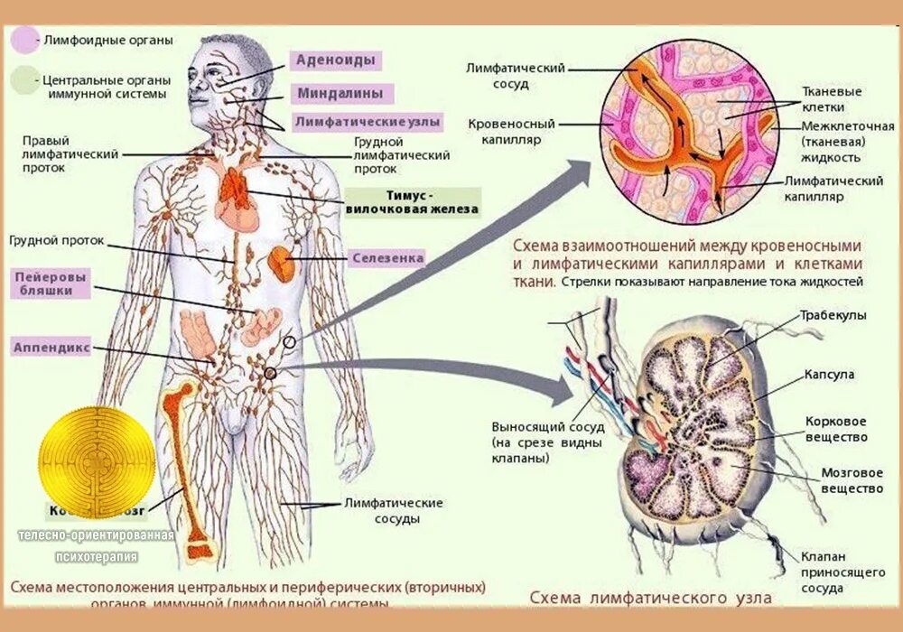 Лимфоотток в организме. Лимфатическая система человека схема. Лимфатическая система человека рис 61. Строение лимфатической системы и лимфатического узла. Система лимфоузлов человека схема.