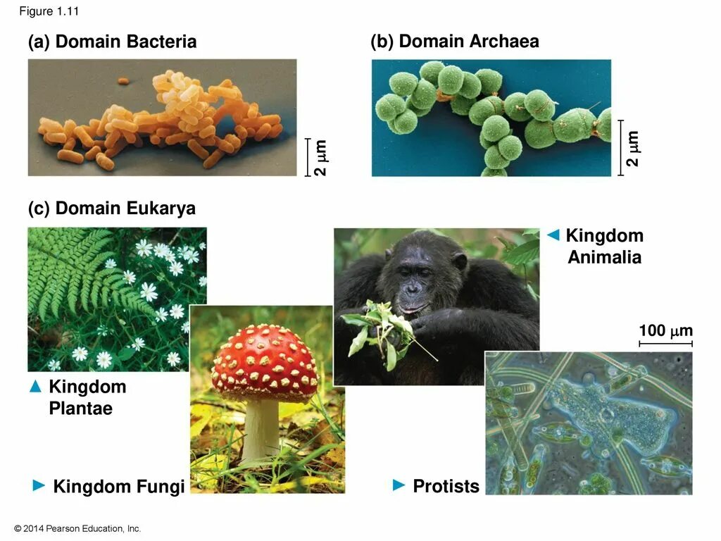 Биология 1 том. Бактерия fungi. Домен Archaea. Bacteria, Archaea и Eukarya фото. Домен bacteria.