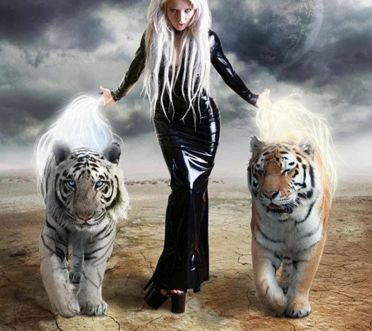 Женщина тигр. Тигр и девушка. Блондинка с тигром. Девушка и белый тигр.