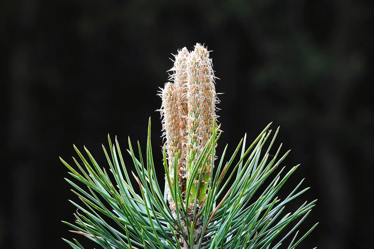 Хвойные побеги. Pinus armandii. Хвоя сосны обыкновенной. Брахибласт сосны обыкновенной. Сосновый вертун сосны обыкновенной.