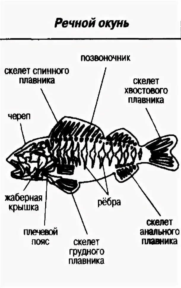 Тест по биологии позвоночные. Внутреннее строение рыбы. Строение рыбы ЕГЭ. Строение рыб Зоология. Строение рыбы схема для детей.