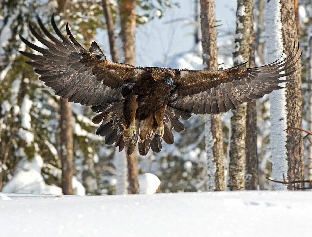 Беркут Aquila chrysaetos. Хищные птицы в заснеженных горах. Беркут в Ленинградской области. Беркут птица фото.