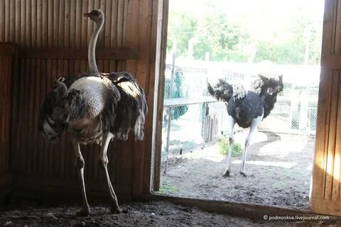 Страусиная ферма ленинградская область