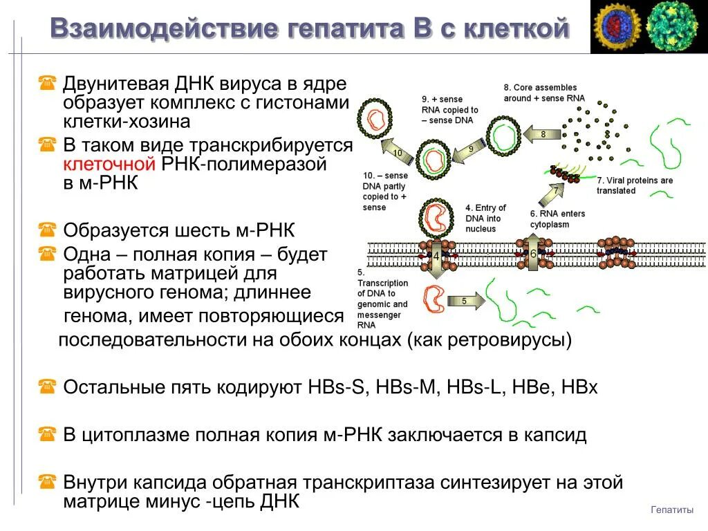 И рнк образуется в. Жизненный цикл ДНК содержащих вирусов. Взаимодействие вируса гепатита в с клеткой. Вирус гепатита ДНК или РНК. Вирус гепатита б ДНК.