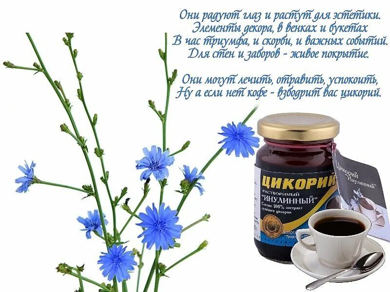 цикорий при варикозе можно. цикорий экологика сублимированный. цикорий при варикозе можно. сколько цикория можно выпивать в день. чем полезен цикорий для организма человека.