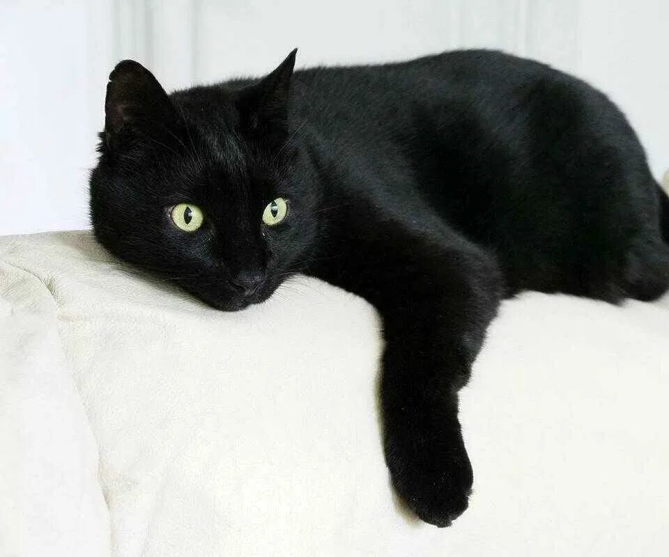 Черные котята во сне к чему снятся. Бомбейская кошка черно белая. Черный кот с белым пятнышком. Красивая черная кошка. Большой черный кот.