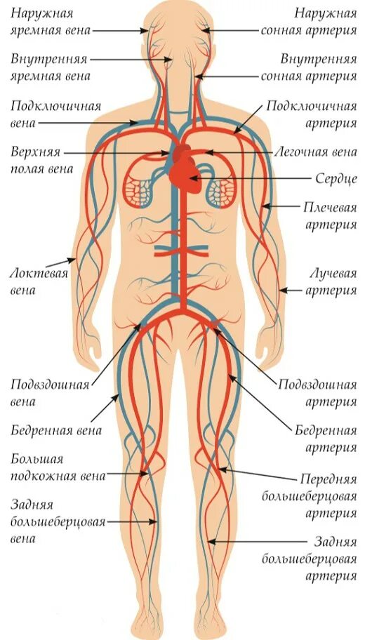 Артериальная и венозная система человека анатомия. Расположение кровеносной системы у человека схема. Артериальная система человека магистральные сосуды. Артериальная система человека схема. Точка кровообращения