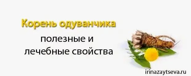 Корень одуванчика. Корень одуванчика полезные св-ва. Полезные свойства корня одуванчика. Корень одуванчика лечебные свойства.