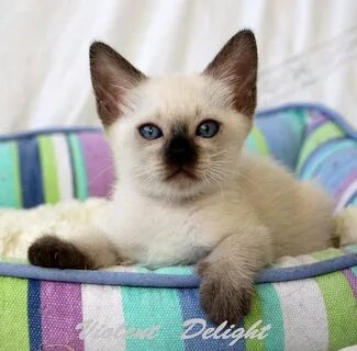 Клички маленьких кошек