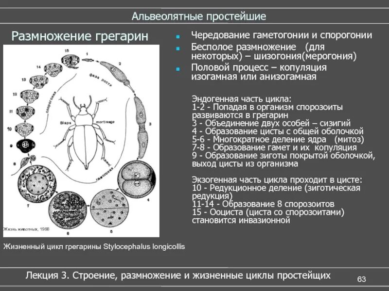 Стадии жизненного цикла цисты. Грегарины строение и жизненный цикл. Жизненный цикл Грегорин. Стадии размножения грегарины. Жизненный цикл грегарины моноцистис.