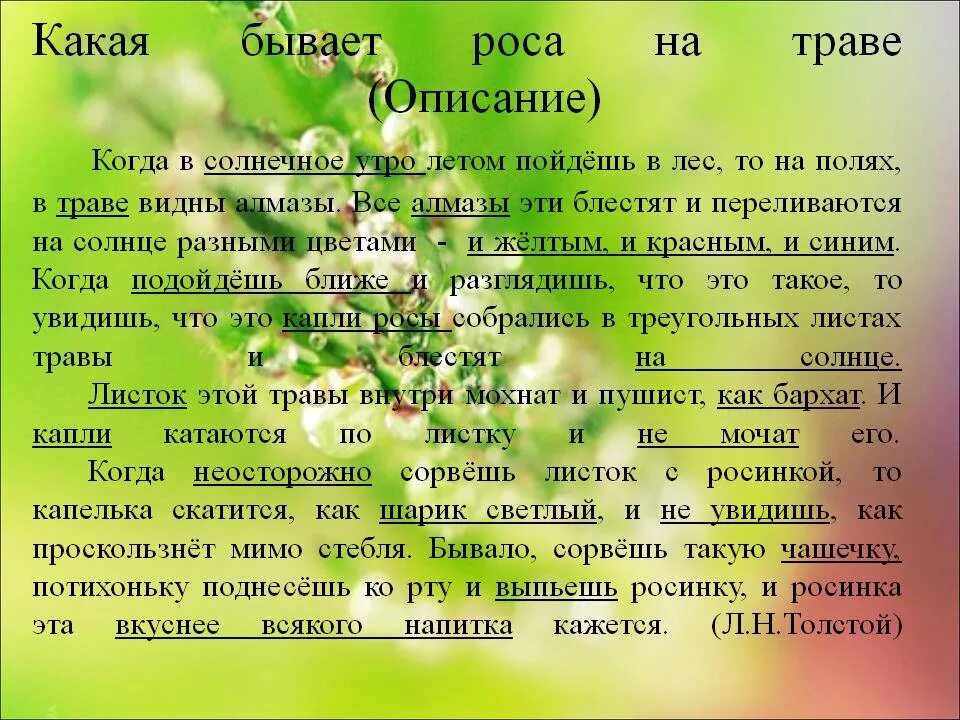 Толстой роса на траве. Какая бывает роса на траве. Каккя бывает раса на трове. Какпябывает роса на травес. Какая бывает роса на траве описание.