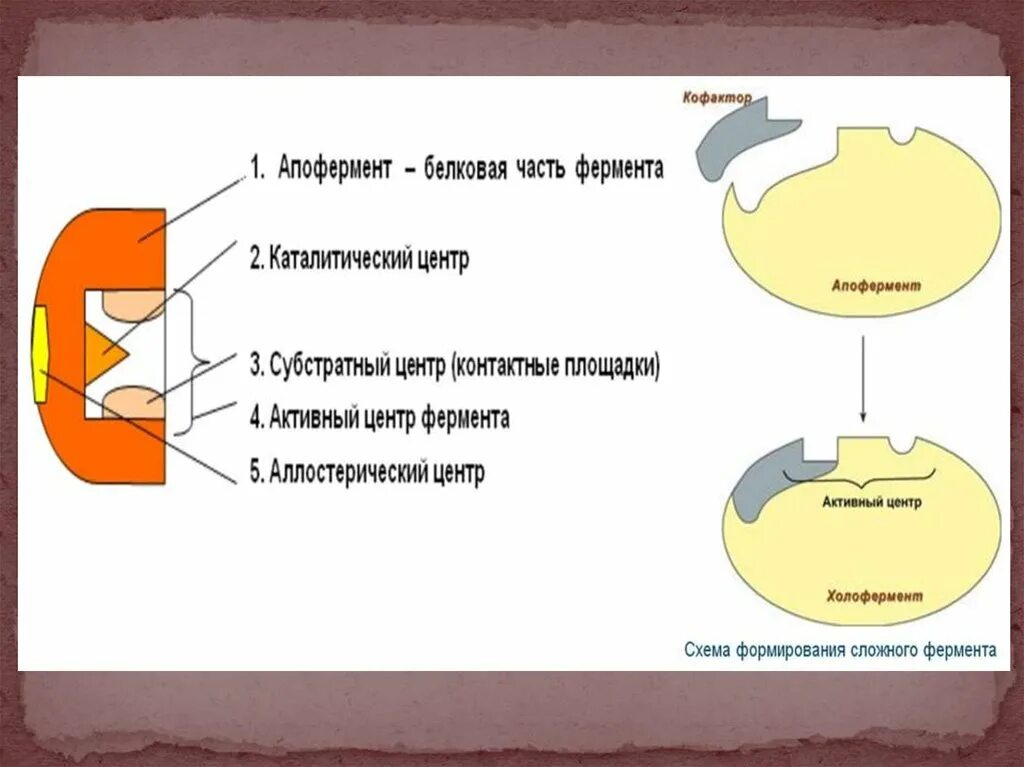 Строение фермента кофермент и апофермент. Строение апофермента. Строение ферментов апофермент кофермент активный центр. Структура фермента схема. Состав центров ферментов