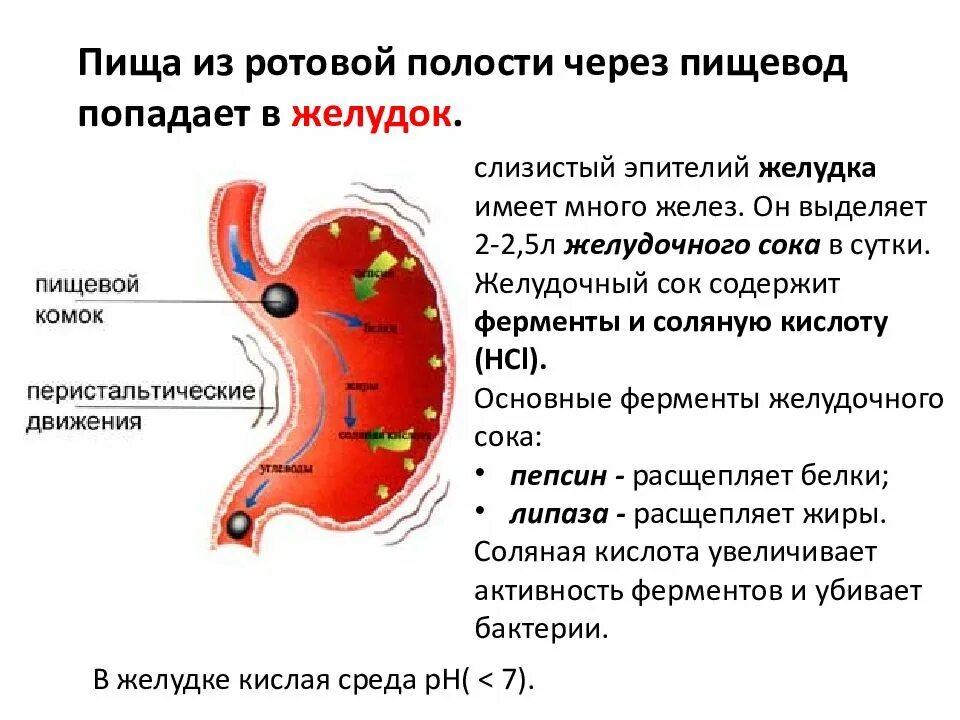 Желудочный сок в пищеводе