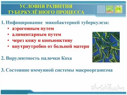 Группа патогенности туберкулеза